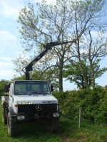 2008 06 -Tree pics (1)